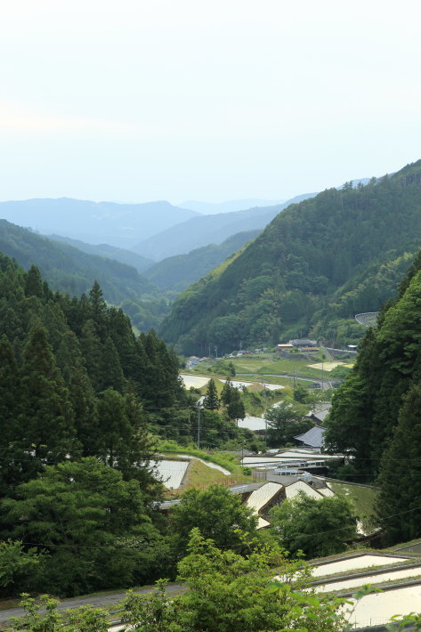 お田植え_c0358784_21463070.jpg