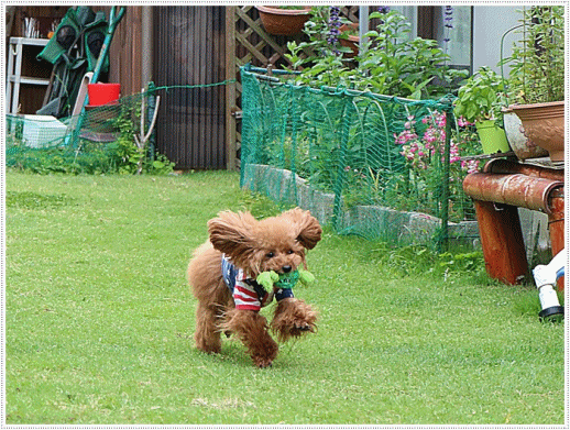 b0175688_00320150.gif