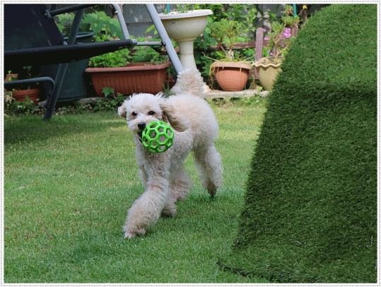 b0175688_00331395.gif