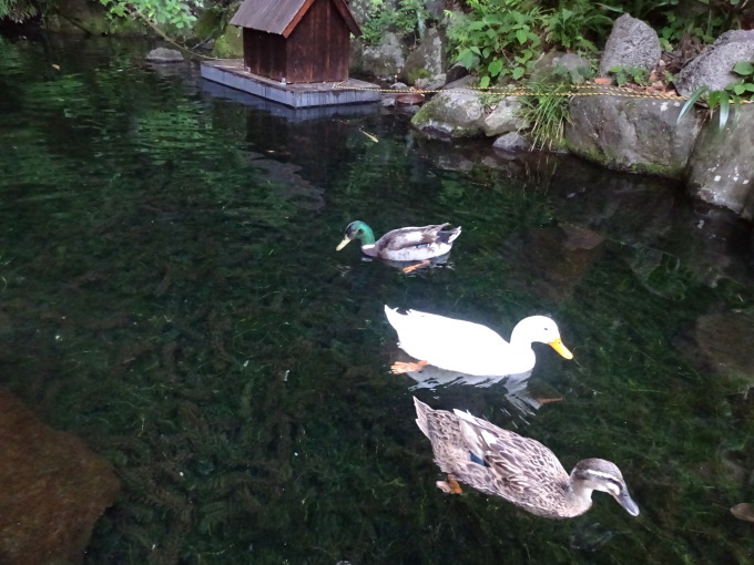 箱根ショックっ!_b0210688_12371353.jpg