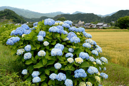 アジサイが咲き出した_b0145296_08182099.jpg