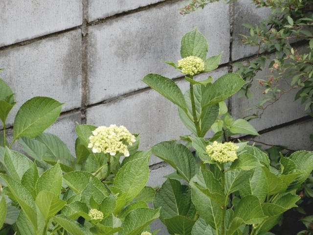 紫陽花 の蕾 膨らむ 庭の四季 コーヒータイム 紫陽花 の蕾 膨らむ 庭の四季 コーヒータイム