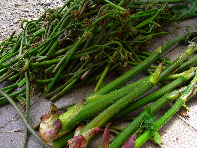 f0157901_10111259.jpg