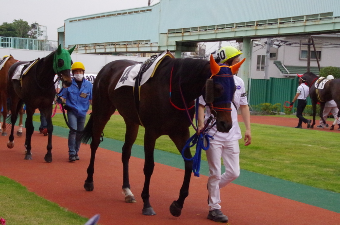 チョリータ 33戦目＠浦和競馬場 8R 2018.5.28_d0344707_21110337.jpg