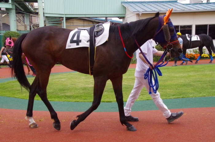 チョリータ 33戦目＠浦和競馬場 8R 2018.5.28_d0344707_21111777.jpg