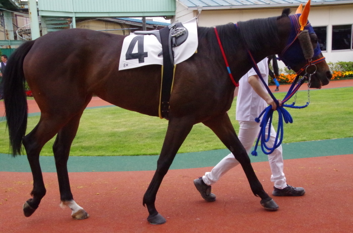 チョリータ 33戦目＠浦和競馬場 8R 2018.5.28_d0344707_21112466.jpg