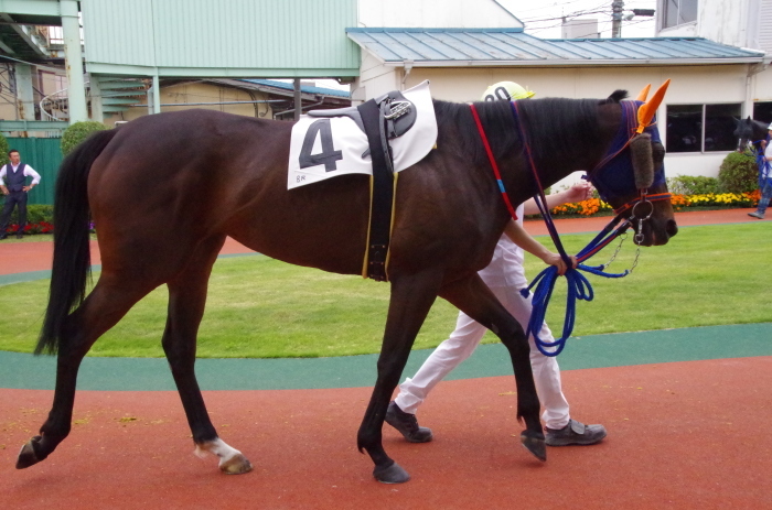 チョリータ 33戦目＠浦和競馬場 8R 2018.5.28_d0344707_21113073.jpg