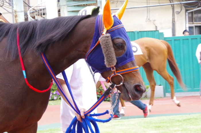 チョリータ 33戦目＠浦和競馬場 8R 2018.5.28_d0344707_21113567.jpg