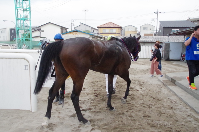 チョリータ 33戦目＠浦和競馬場 8R 2018.5.28_d0344707_21150097.jpg