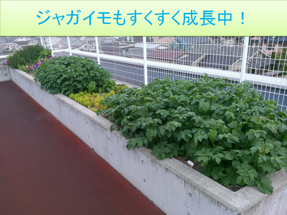 b0326112_19194150.gif