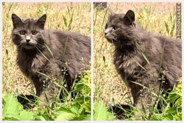 e0195115_08501297.gif