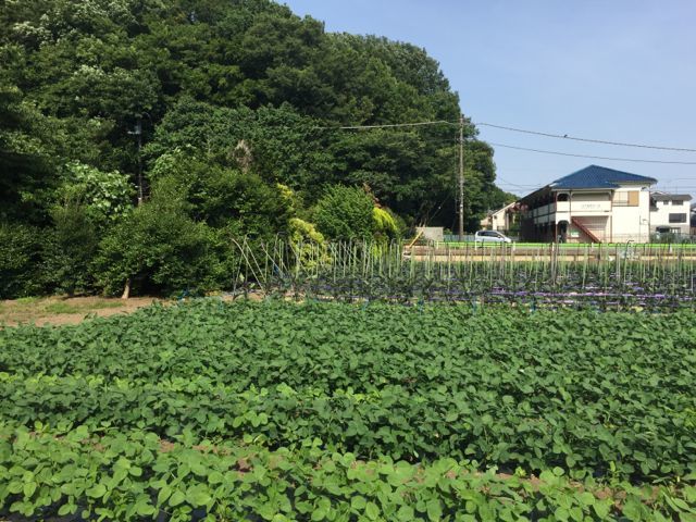 通販→パトロール→お弁当。_f0113224_02144008.jpg