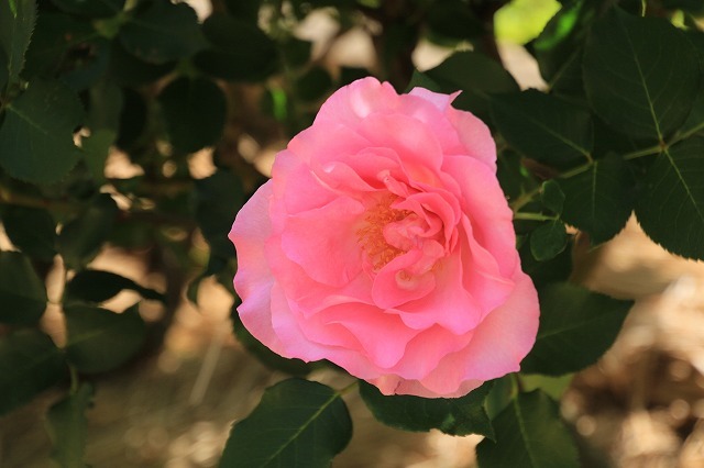 e0321325_14011258.jpg