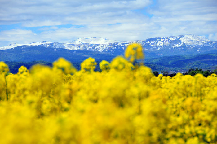 寄り道・・・滝川の菜の花畑_d0345928_21581563.jpg