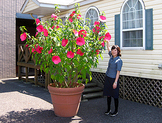 e0033229_18364671.gif