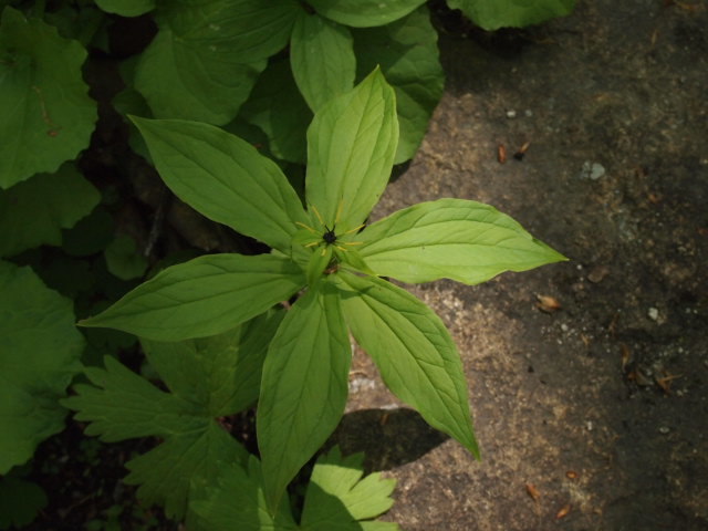 a0329935_04184914.jpeg