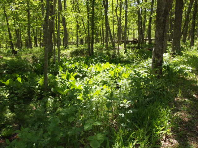 a0329935_06342058.jpeg