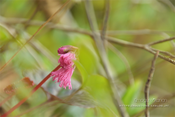 懐かしの道①**ひろしま県民の森・伊良谷山～_b0197639_17552885.jpg