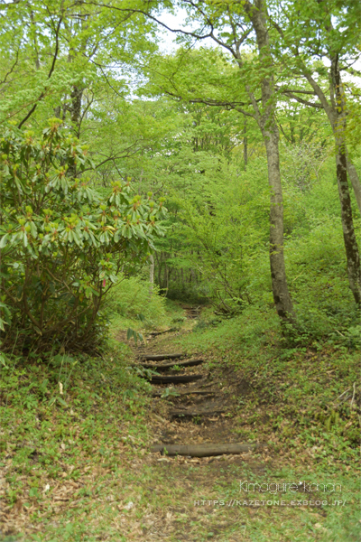 懐かしの道①**ひろしま県民の森・伊良谷山～_b0197639_18104470.jpg