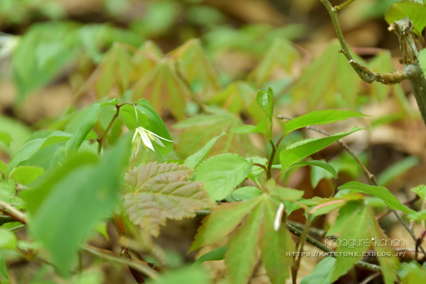 懐かしの道①**ひろしま県民の森・伊良谷山～_b0197639_21063701.jpg