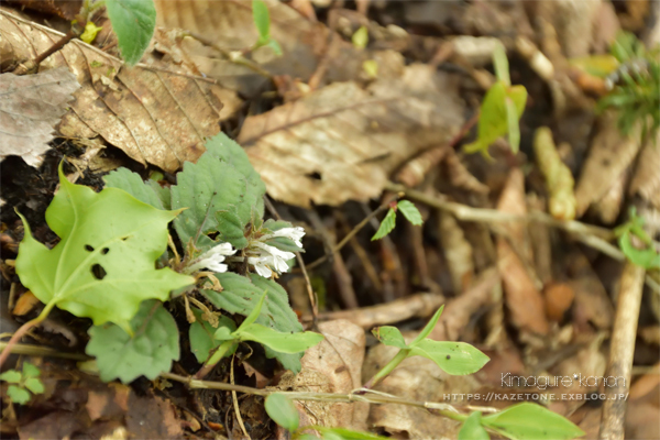 懐かしの道①**ひろしま県民の森・伊良谷山～_b0197639_21134727.jpg