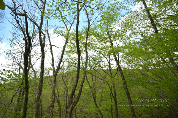 懐かしの道①**ひろしま県民の森・伊良谷山～_b0197639_21342748.jpg