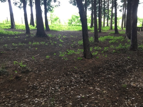 b0330040_21413979.jpeg