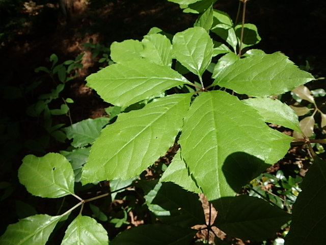 f0334143_8243359.jpg