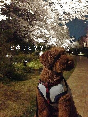 夜桜さんぽ！？_d0354944_22414030.jpg