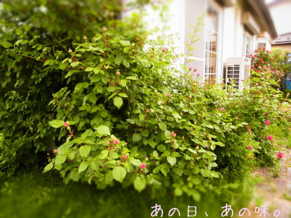 a0305046_09040840.jpg