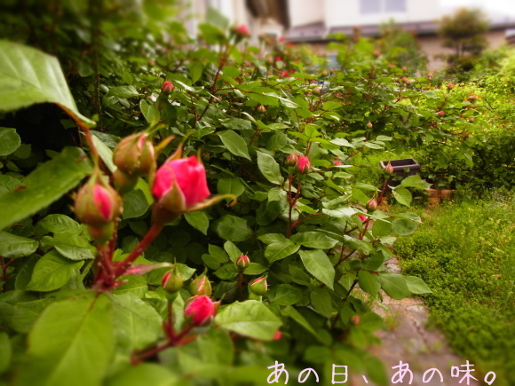 a0305046_09041174.jpg