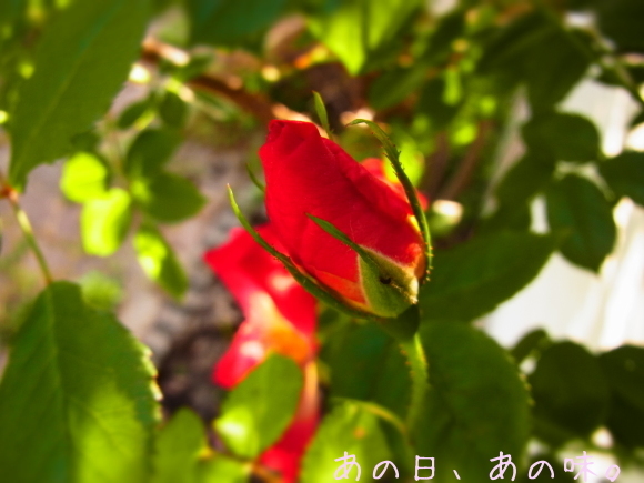 a0305046_09041970.jpg