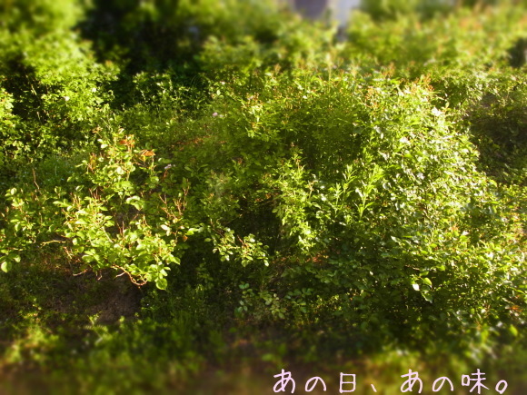 a0305046_09042852.jpg