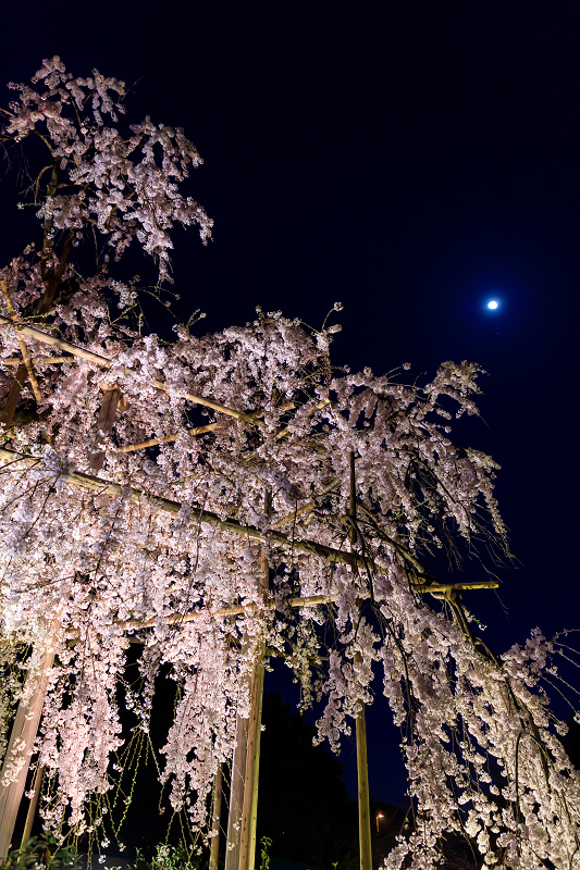 桜咲く京都18 宇治市植物公園のしだれ桜ライトアップ 花景色 K W C Photoblog