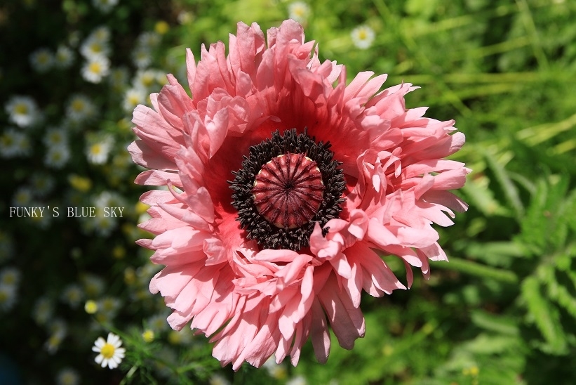 c0145250_11043303.jpg