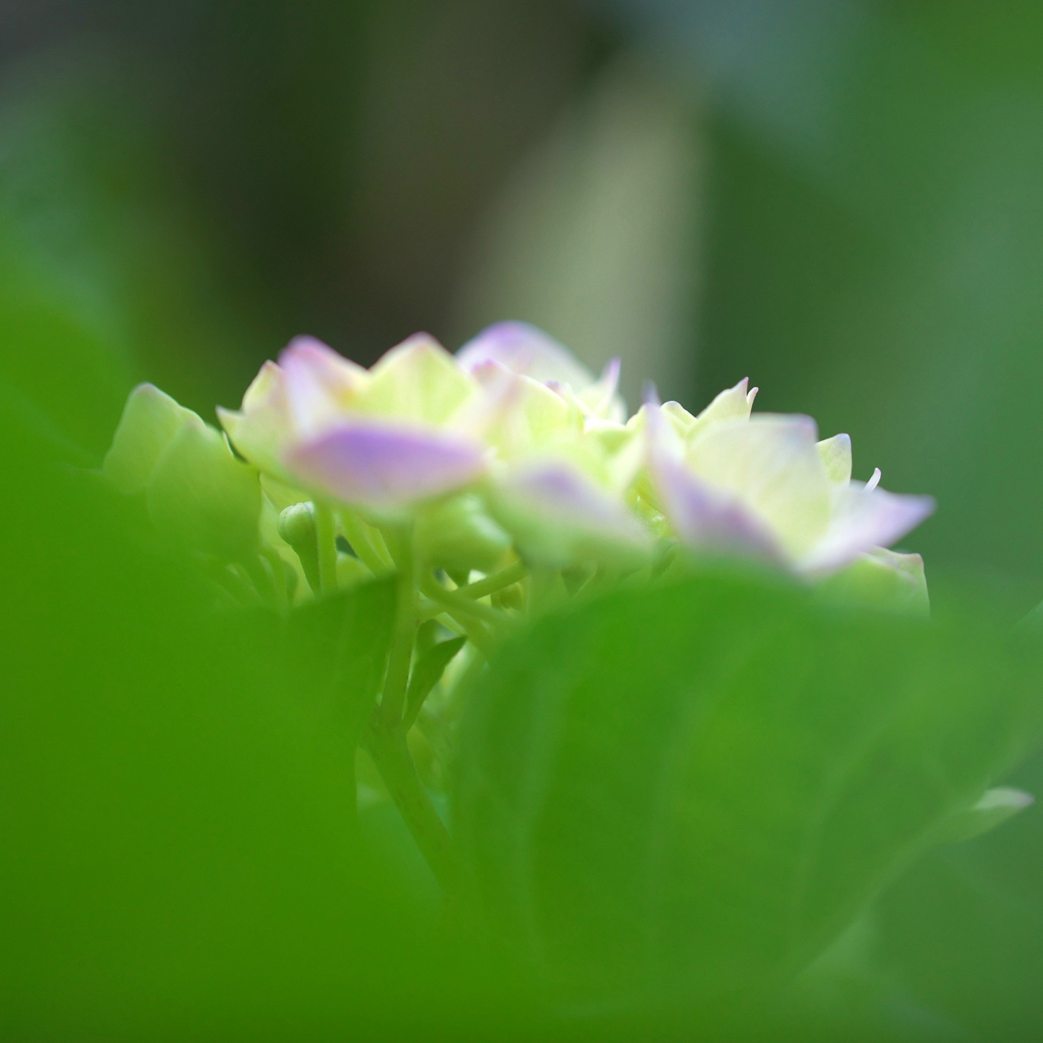 我が家の紫陽花_b0139357_18533391.jpg