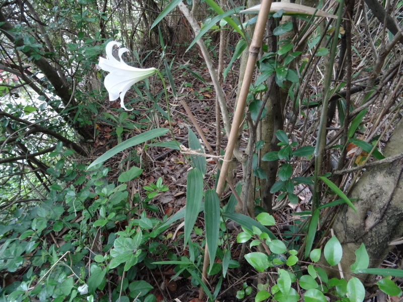 うみべの森『ササユリ便り⑥-１』・・・せんなん里海公園内_c0108460_21330476.jpg