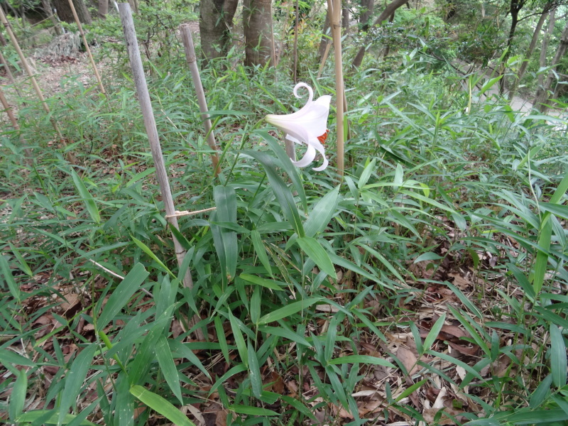 うみべの森『ササユリ便り⑥-１』・・・せんなん里海公園内_c0108460_21350096.jpg