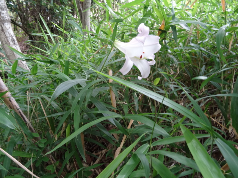 うみべの森『ササユリ便り⑥-２』・・・せんなん里海公園内_c0108460_21475852.jpg