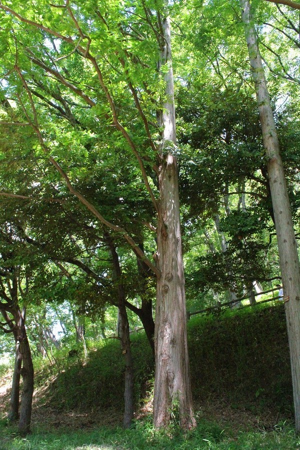 e0374581_11013084.jpg