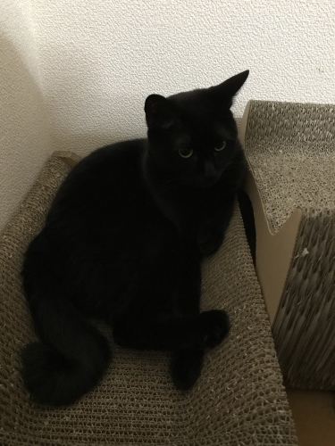 c0340786_12455149.jpeg