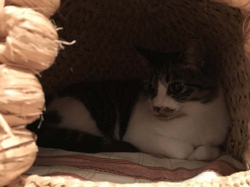 c0340786_12501974.jpeg