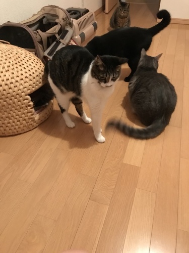 c0340786_12511941.jpeg
