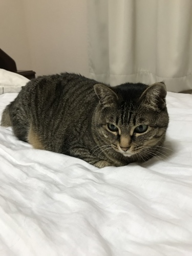 c0340786_12574200.jpeg