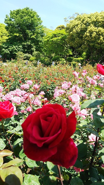 平和のバラ園：万博記念公園_b0205694_22542280.jpg