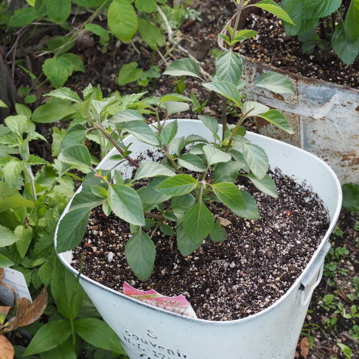 草花系の寄せ植えも_b0378101_23332380.jpg