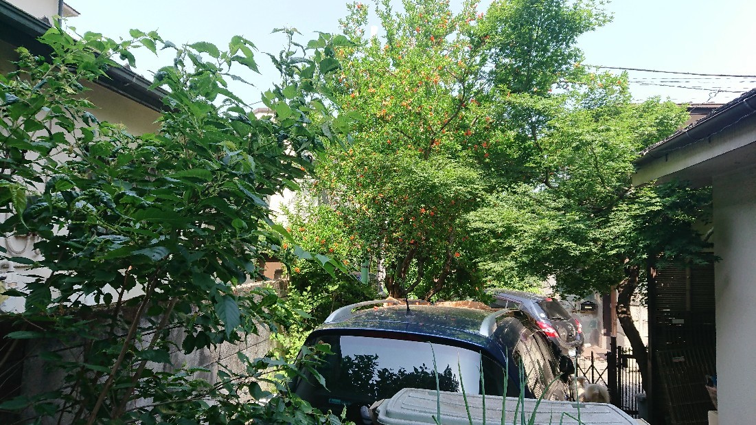 f0109202_12130992.jpg