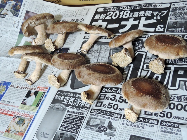 f0373905_14104545.jpg