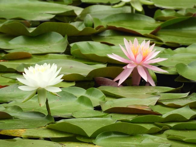 平安神宮　花しょうぶとすいれん_e0048413_21305802.jpg