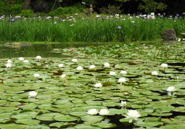 平安神宮　花しょうぶとすいれん_e0048413_21311004.jpg